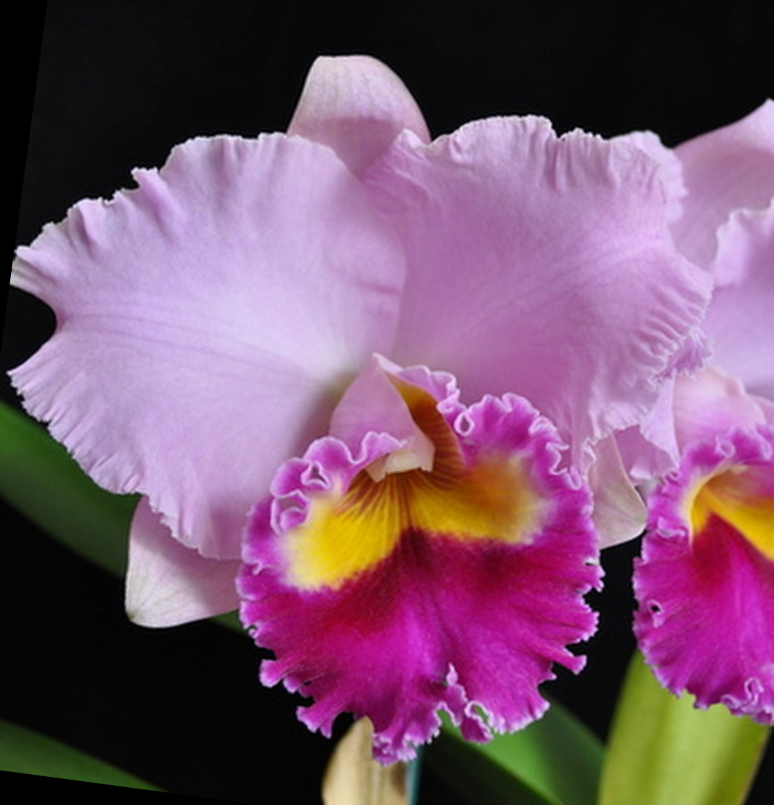 111 タケノコラン　Clowesia 'Queen Canon (OG) Yahoo!オークション -「たけのこ」(鉢植え) の落札相場・落札価格