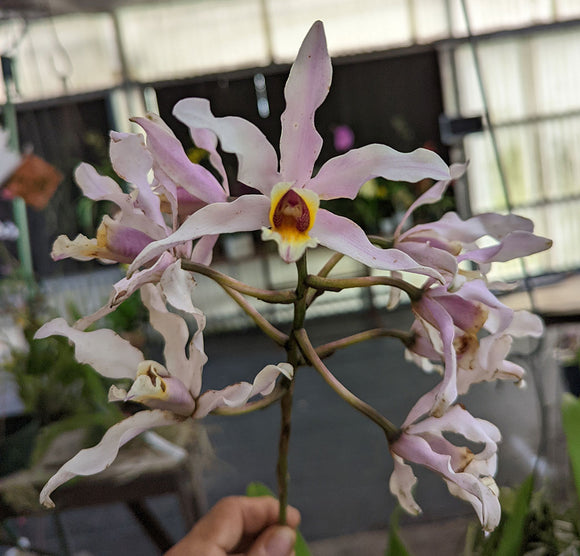 Recchara Graf's Aventura (MountedG}<br>(Mcp. tibicinis grande x Blc. Yen Corona) (Copy)