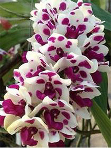 Rhynchostylis gigantea 'Cartoon' (3"b)