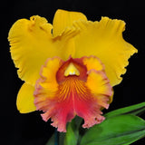 Rlc. Arom Gold 'Volcano Queen' (6"p)