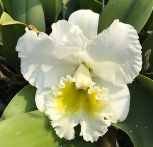 Rlc. Burdekin Wonder 'White Snow' (5.5"p)