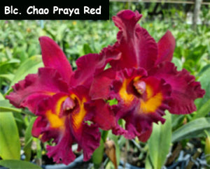 Blc. Chao Praya Red (5"p)