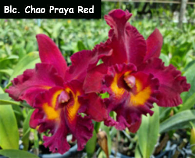 Blc. Chao Praya Red (5