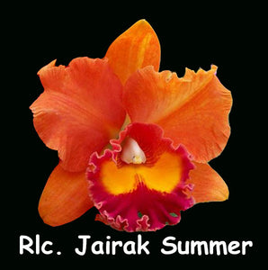 Rlc. Jairak Summer (4"p)