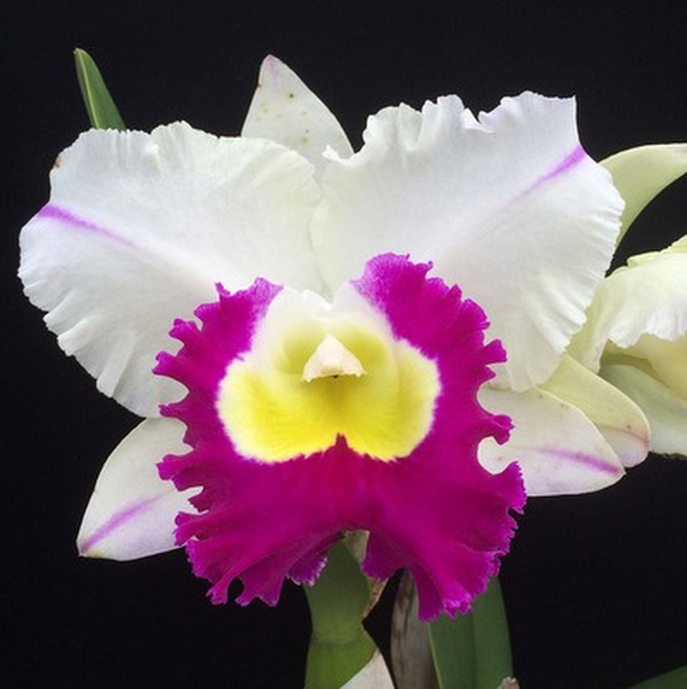 111 タケノコラン　Clowesia 'Queen Canon (OG) 111 タケノコランClowesia 'Queen Canon (OG)