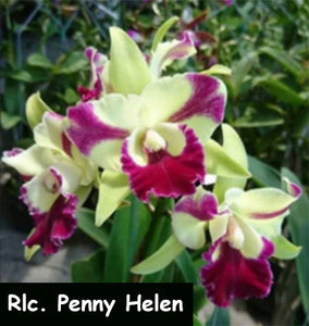 Rlc. Penny Helen (2"p)