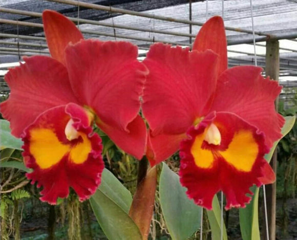 Rlc. Phet Paithoon (6