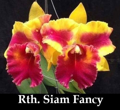 Rth. Siam Fancy 'Wings of Fire' (4
