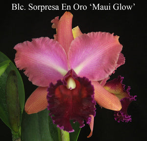 Rlc. Sorpresa en Oro "Maui Glow' AM/AOS (4"p)