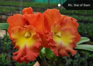 Rlc. Star of Siam (4"p) Meristem