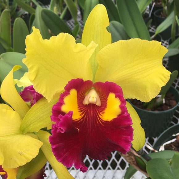 Blc. Sunnystate's Spring Dawn 'Volcano Queen' (5