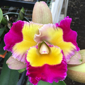 Rlc. Volcano Splash 'Volcano Queen' (5.5"p)