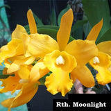 Rth. Moonlight (4"p)
