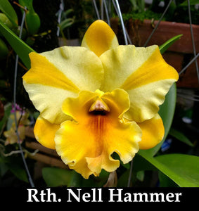 Rth. Nell Hammer (3"p)