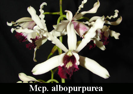 Mcp. albopurpurea  x self (4