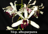Mcp. albopurpurea  x self (4"p)
