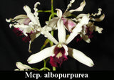 Mcp. albopurpurea x self (m)