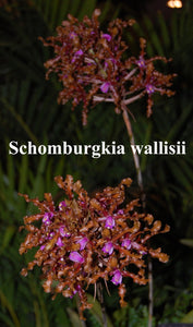 Schomburgkia wallisii 'Tina' x 'Henrique's Choice'  (4" p)