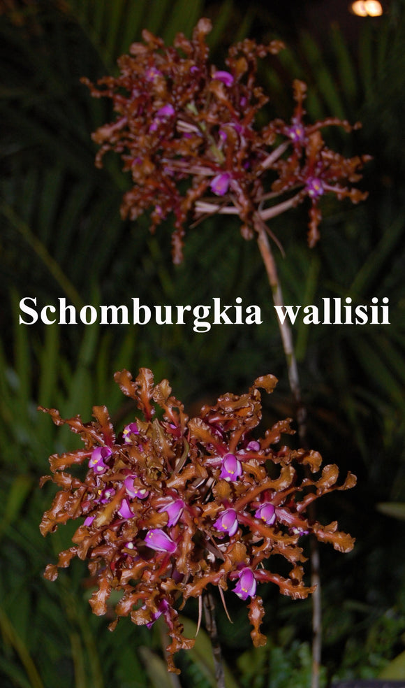 Schomburgkia wallisii 'Tina' x 'Henrique's Choice'  (4