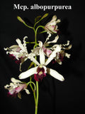 Myrmecophila  albopurpurea (m)