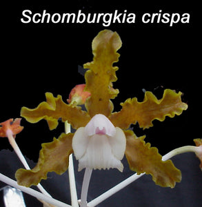 Schomburgkia crispa (5")