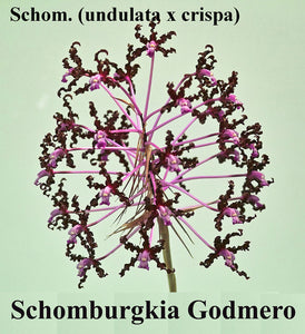 Schomburgkia Godmero (4")