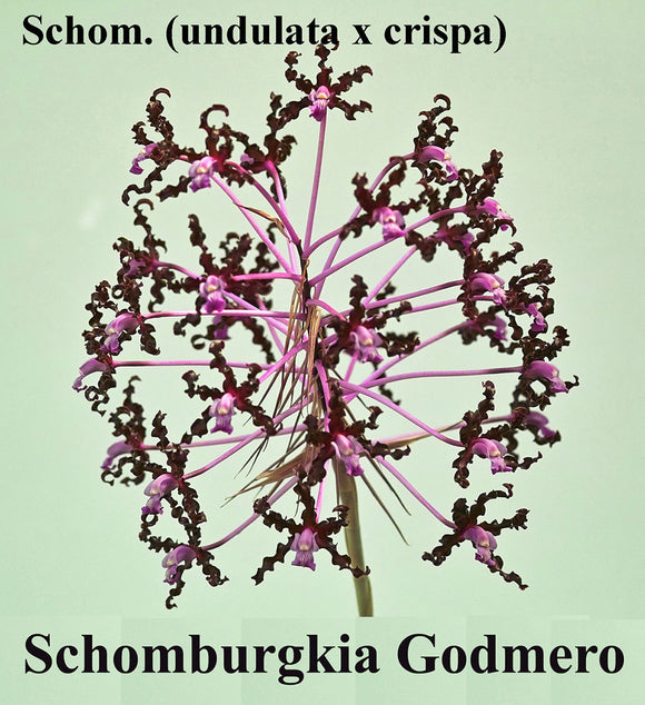Schomburgkia Godmero (4