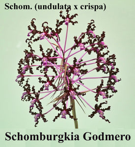Schomburgkia Godmero 'Graf's Love' (b/r)