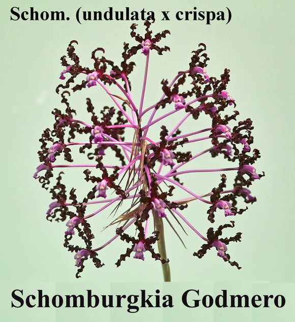 Schomburgkia Godmero (BR)