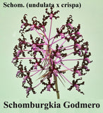 Schomburgkia Godmero (BR)