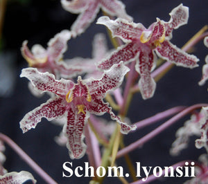 Sch. lyonsii x self (2")