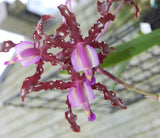 Schomburgkia splendida (5"p)