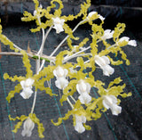 Sch. undulata alba 'Graf's Emerald' AM/AOS x self  (M)
