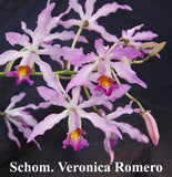 Sch. Graf's Twist (5" p) <br> Sch. (Orange Kahili x Veronica Romero)