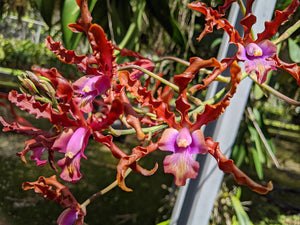 Schomburgkia Quest Fanguito (6" basket) <br>(Myrmecophila brysiana x Schom. moyobambae)