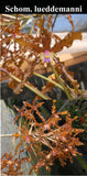 Schomburgkia lueddemanii ('Oscura' x 'La Orquidea') (4"b)