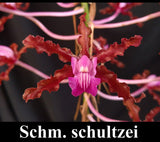 Schomburgkia schultzei x self (5"p)