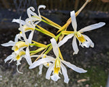 Schomburgkia superbiens alba (BR)