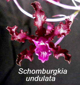 Schom. undulata 'Rafita' x <br> Schomb. undulata 'Mirtha La Negra' (2"p)