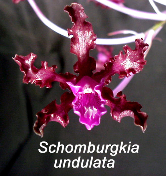 Schom. undulata 'Rafita' x <br> Schomb. undulata 'Mirtha La Negra' (2
