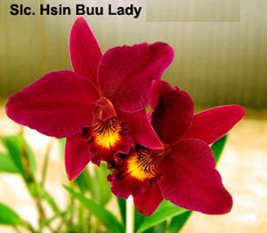 Slc. Hsin Buu Lady (4" p)