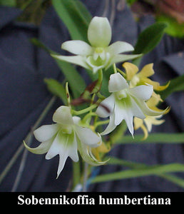 Sobennikoffia humbertiana  (3"b)