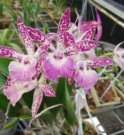 Blc. Spotted Charm (4
