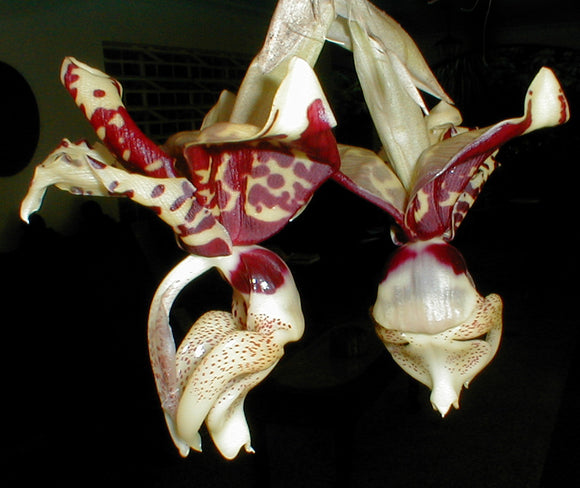 Stanhopea nigroviolacea x self (2