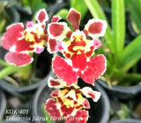 Tolumnia Jairak Firm 'Carnival' (1"p)