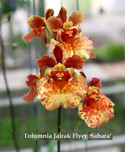 Tolumnia Jairak Flyer 'Sahara' (1"p)