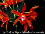 Lyonara Graf's Atardercer (Lc. Trick or Treat x Sch undulata) (5")