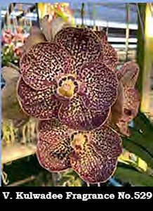Vanda Kulwadee Fragrance 'No. 529' (3"b)