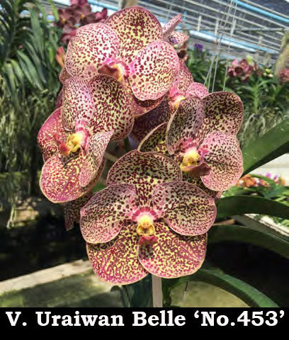 Vanda Uraiwan Belle 'No. 453' (3