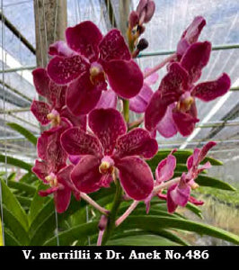 Vanda (merrillii x Dr. Anek) 'No. 486' (3"b)